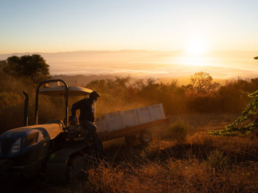 Wine Country Geographic: EDEN: A Compelling, New Film About Mount Eden Vineyards