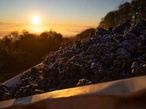 Edible Monterey Bay: Grape Escapes