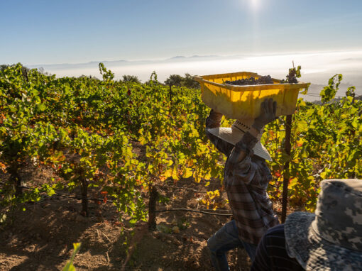 There’s More to Wine Than Glamor