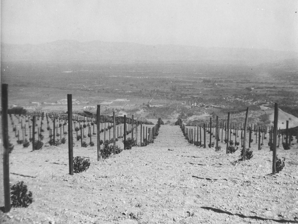 Saint George Rootstock-for the Pinot Noir- early 1940s-           