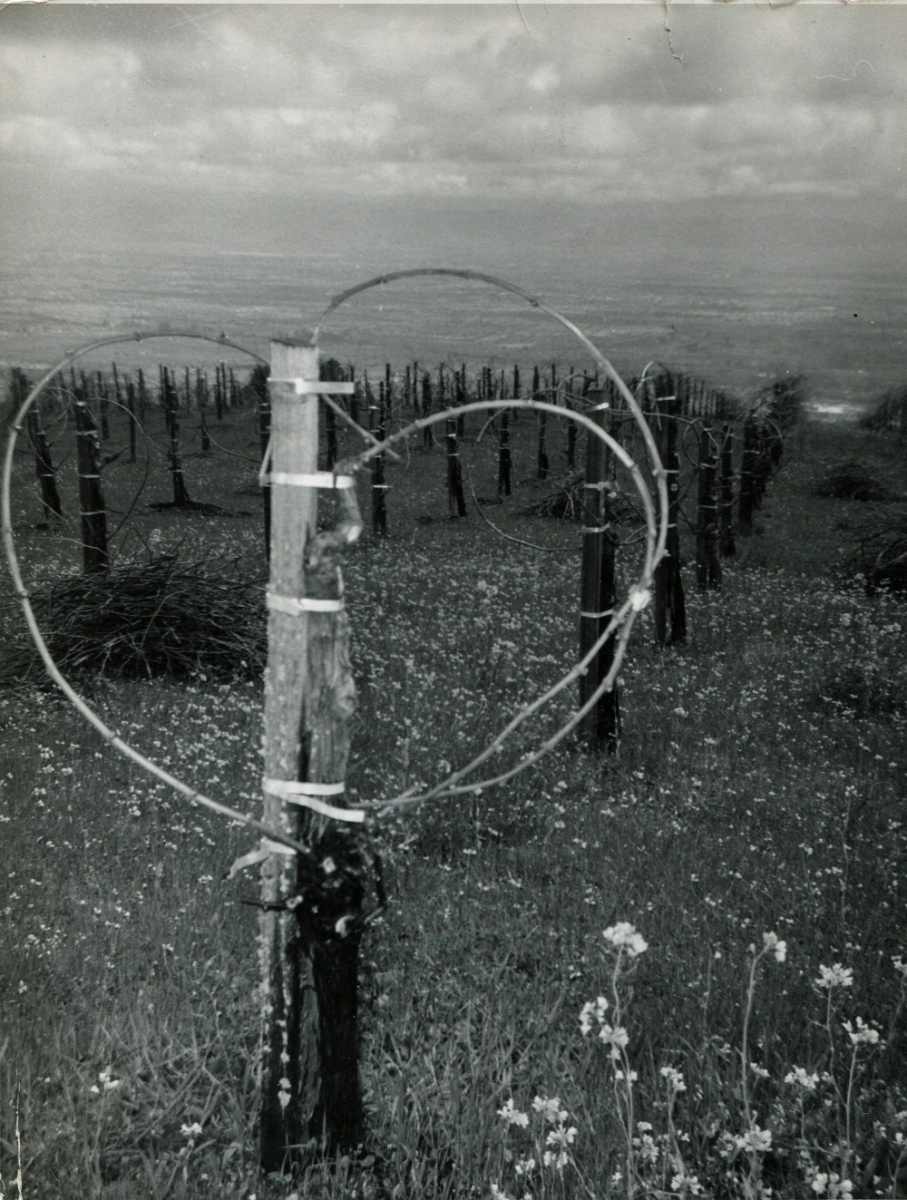 Pinot Noir Vineyard 1960s        