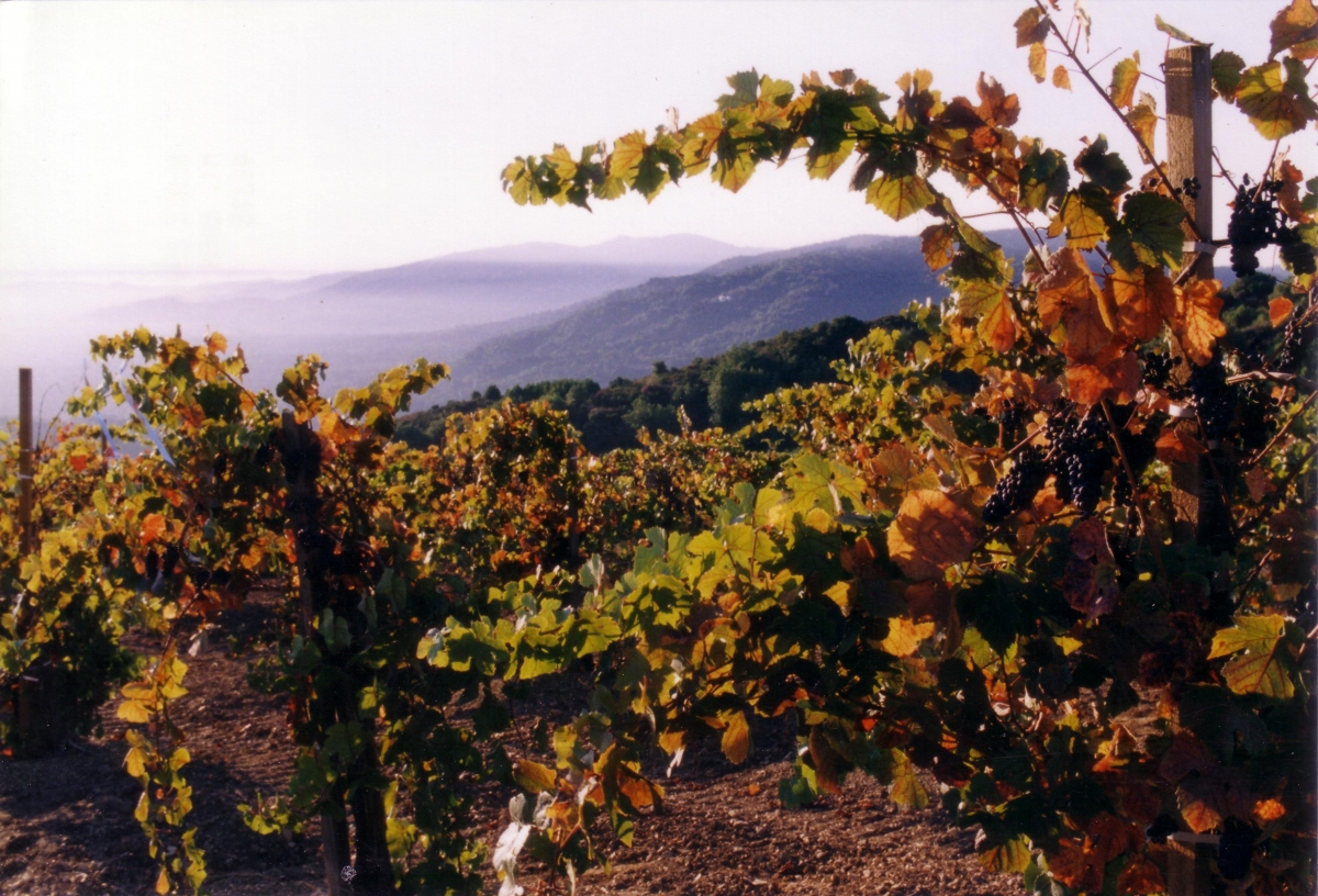 Martin Ray's Original Pinot Vineyard 1997   