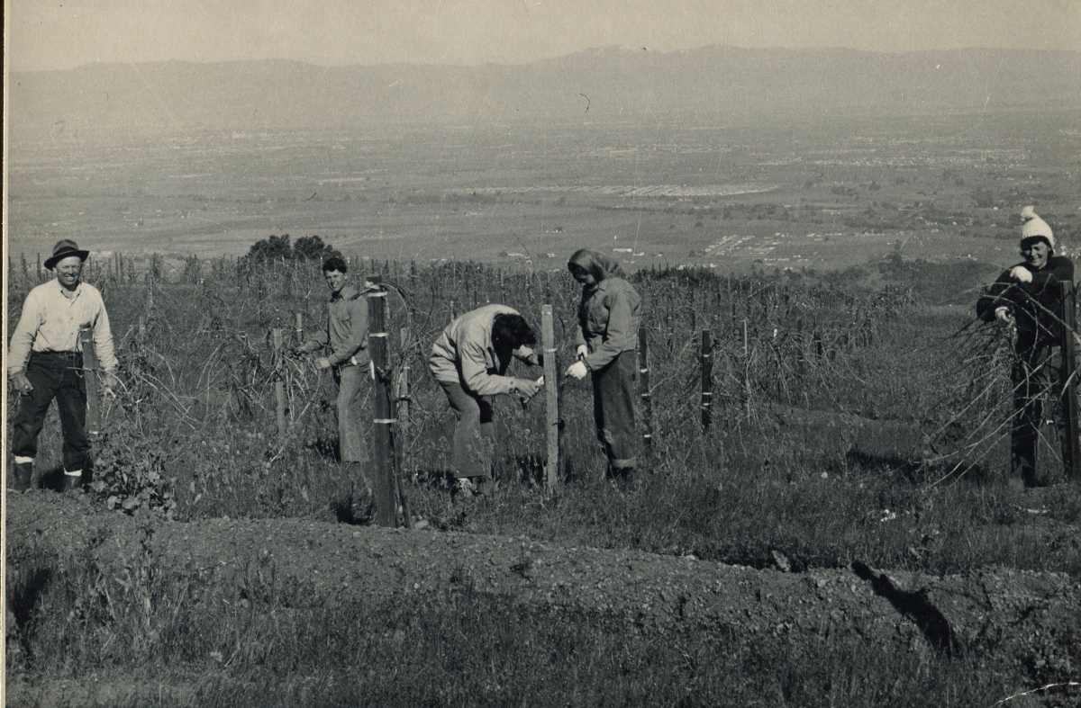 The Ray Family pruning - 1950s                