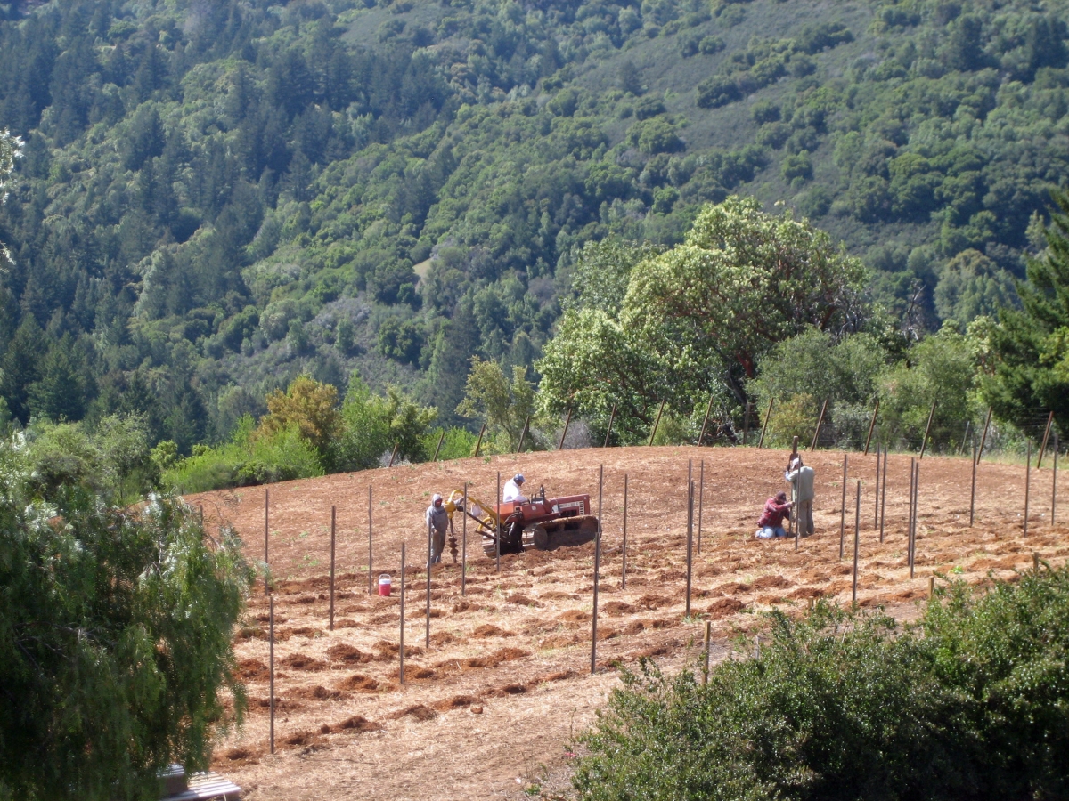 Laying out out a new vineyard site - Spring 2012 