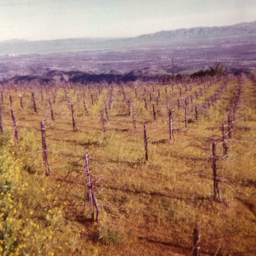 Pinot Noir vineyard - late 1960s               