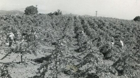 Young Pinot Vineyard 1950s            